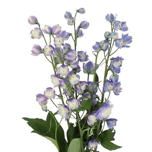 Delphinium Highlander Bolero Cm Wholesale Dutch Flowers Florist