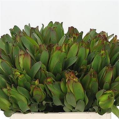 LEUCADENDRON LAUREL YELLOW 40cm Wholesale Dutch Flowers Florist