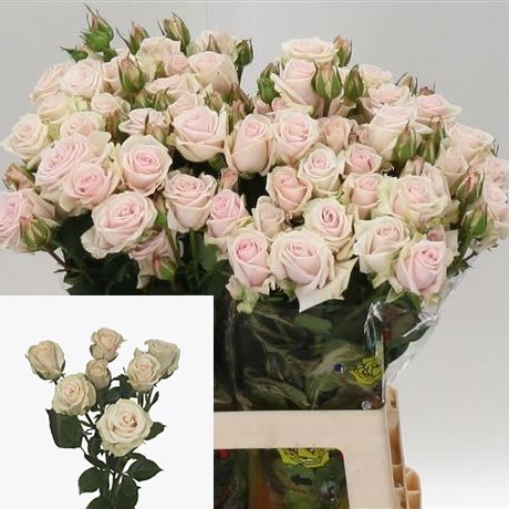 ROSE SPRAY ROYAL PORCELINA 50cm Wholesale Dutch Flowers Florist