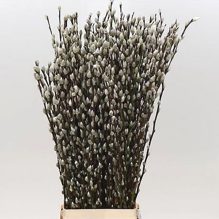 Salix Pussy Willow 120cm Wholesale Dutch Flowers Florist Supplies UK