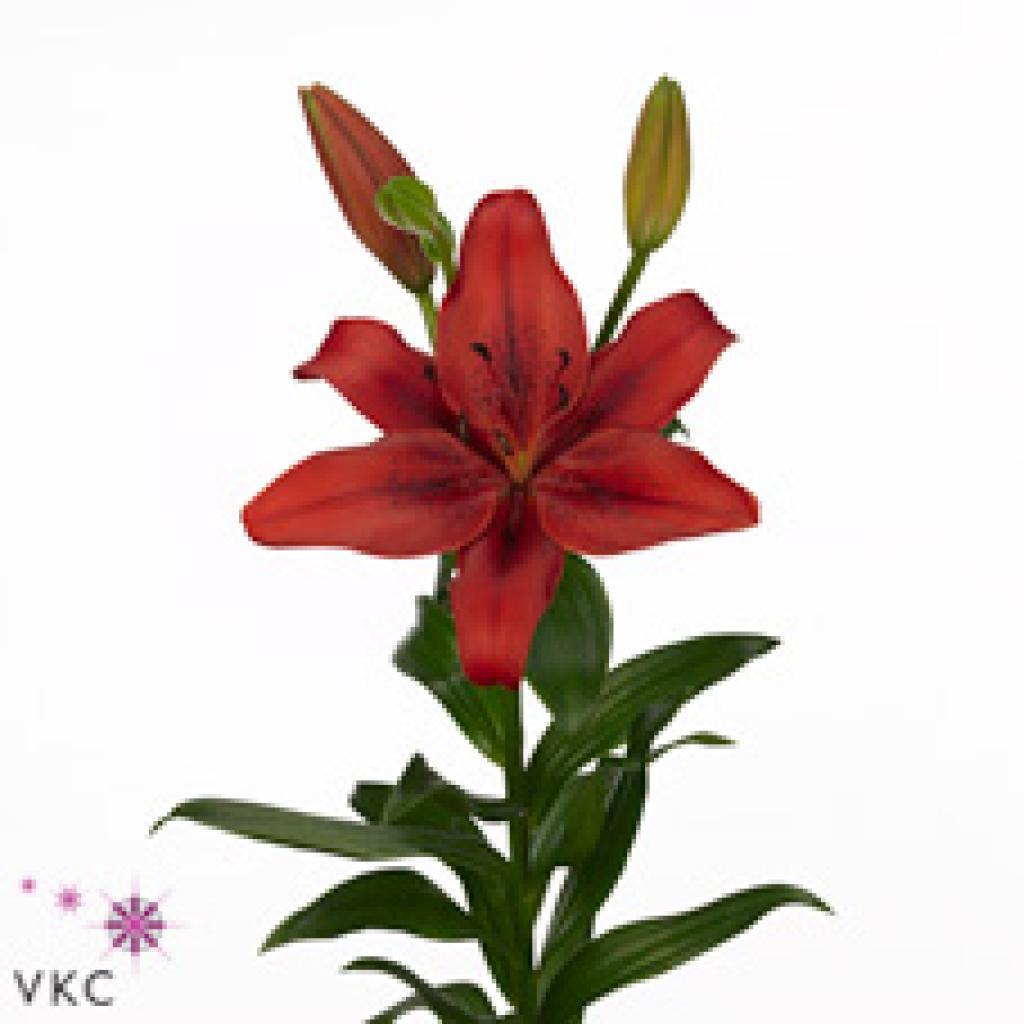 Buy Lily La Wholesale Flowers Online Wedding Flowers Triangle Nursery