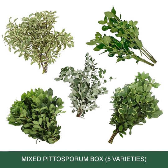 Mixed Pittosporum Box (5 Varieties)