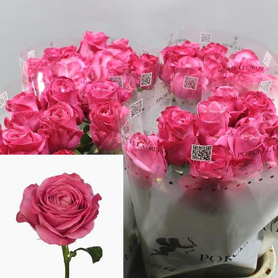 Buy wholesale cut roses online Wedding Flowers Triangle Nursery