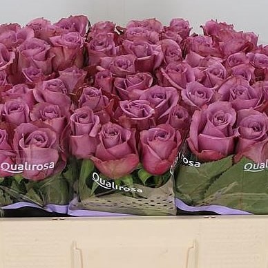 Buy Wholesale Cut Roses Online | Wedding Flowers | Triangle Nursery