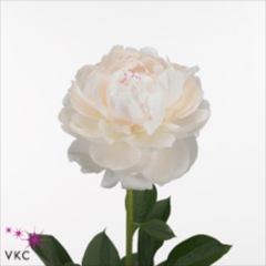 Peony Odile | Wholesale Flowers & Florist Supplies UK | Peonies