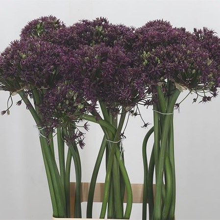 ALLIUM MIAMI 75cm | Wholesale Dutch Flowers & Florist Supplies UK