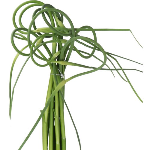 ALLIUM SAT OPHIOSCO 65cm | Wholesale Dutch Flowers & Florist Supplies UK