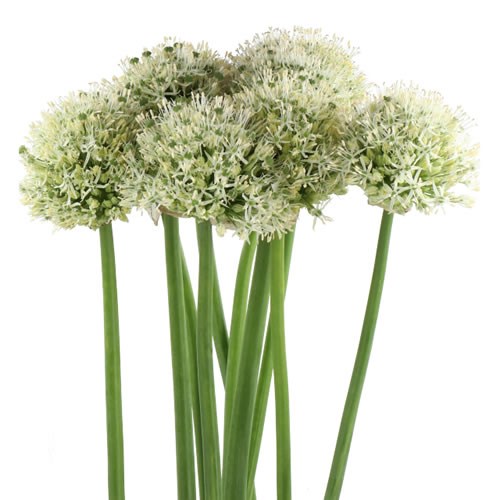 ALLIUM STIPITATUM MONT BLANC 90cm | Wholesale Dutch Flowers & Florist ...