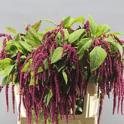 AMARANTHUS RED HANGING 60cm | Wholesale Dutch Flowers & Florist Supplies UK