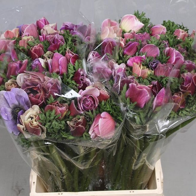 ANEMONE MISTRAL PLUS CENERE EX 40cm | Wholesale Dutch Flowers & Florist ...