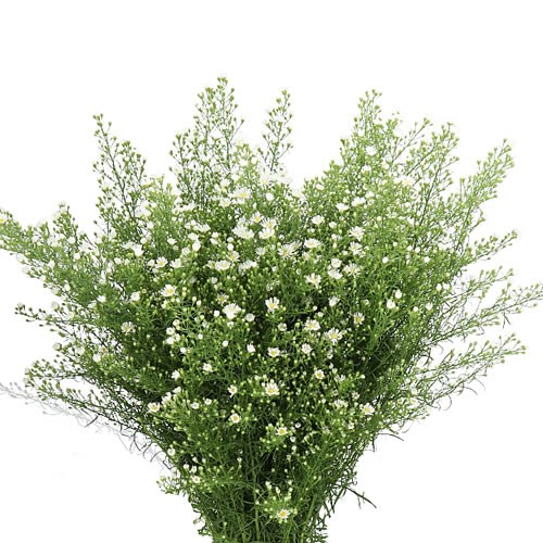 ASTER MONTE CASSINO 80cm 45gm | Wholesale Dutch Flowers & Florist ...