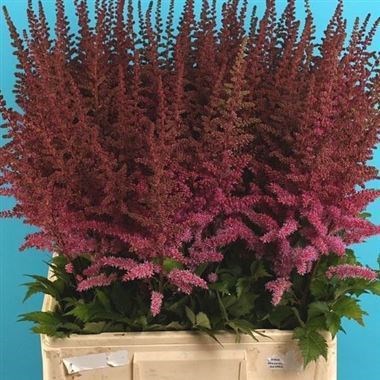 Astilbe Maggie Daley 65cm 