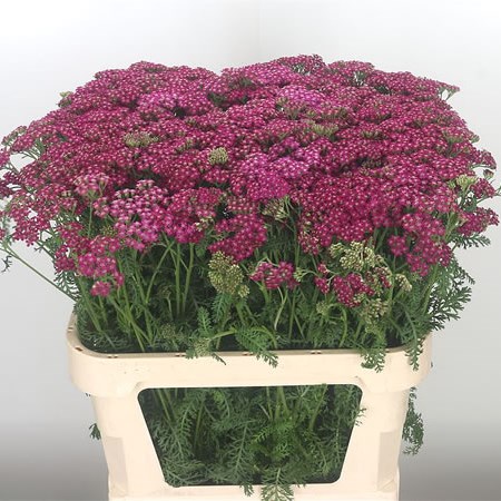 Achillea Deep Purple 80cm | Wholesale Dutch Flowers & Florist Supplies UK