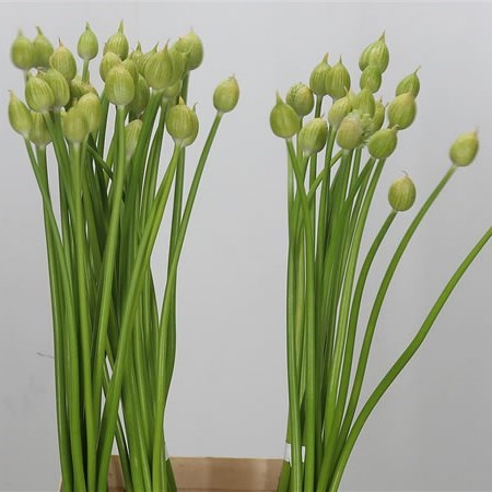 Allium Hirtifolium 75cm | Wholesale Dutch Flowers & Florist Supplies UK