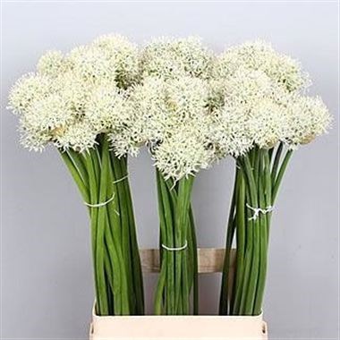 Allium Mount Everest 100cm | Wholesale Dutch Flowers & Florist Supplies UK