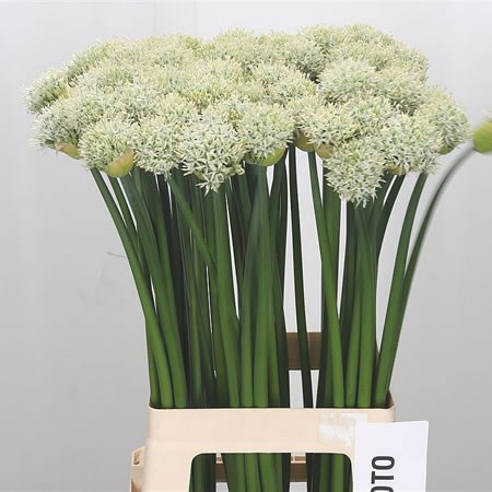 Allium Mount Everest 70cm | Wholesale Dutch Flowers & Florist Supplies UK