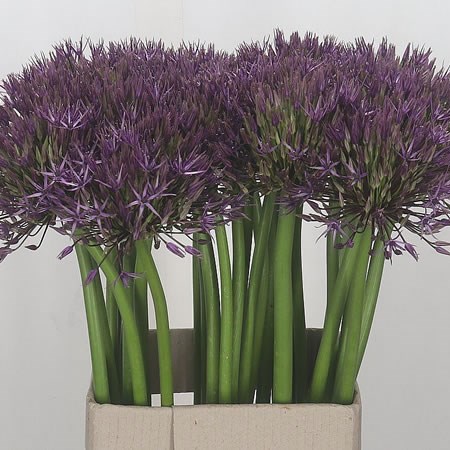 Allium Universe 60cm | Wholesale Dutch Flowers & Florist Supplies UK