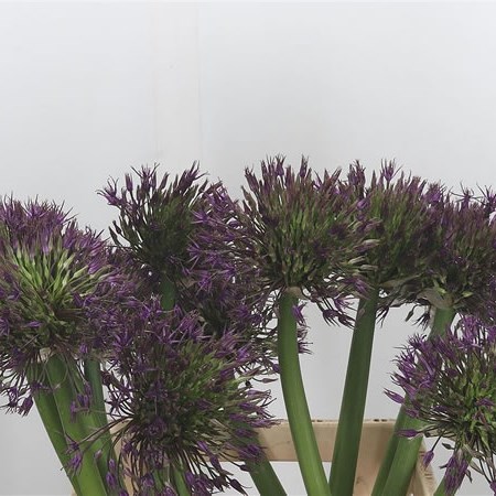 Allium Universe 65cm | Wholesale Dutch Flowers & Florist Supplies UK