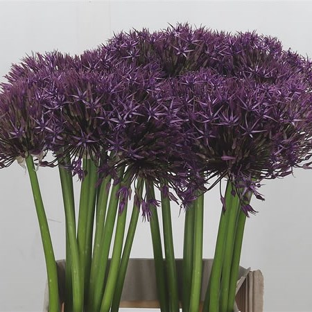 Allium Universe 70cm | Wholesale Dutch Flowers & Florist Supplies UK