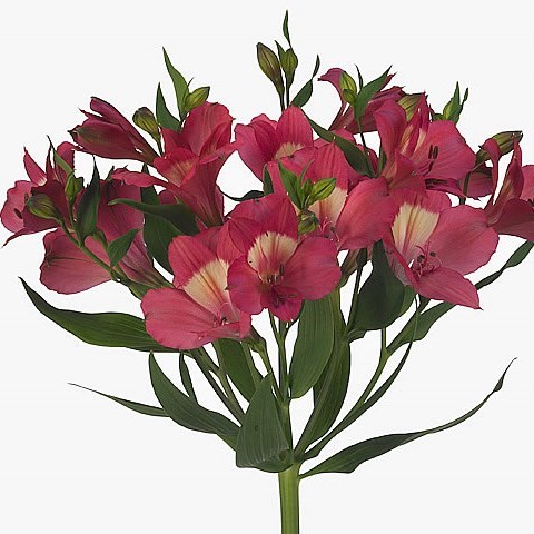 Alstroemeria Intenz Pink 75cm | Wholesale Dutch Flowers & Florist ...