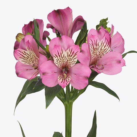 Alstroemeria Kalmar (Kenya) 75cm | Wholesale Dutch Flowers & Florist ...