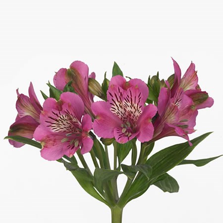 Alstroemeria Pink Valley 75cm | Wholesale Dutch Flowers & Florist ...