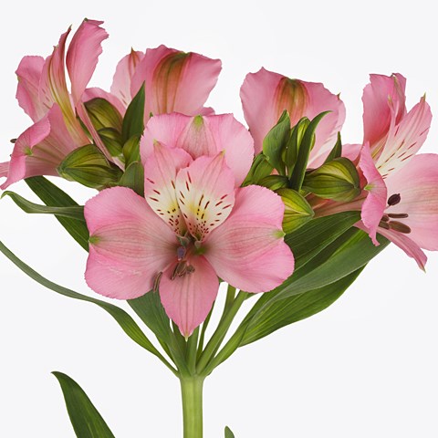 Alstroemeria Posh Pink 75cm | Wholesale Dutch Flowers & Florist Supplies UK