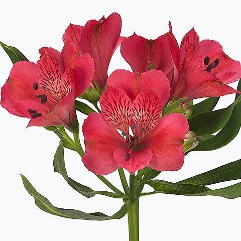 Alstroemeria Rome 75cm | Wholesale Dutch Flowers & Florist Supplies UK