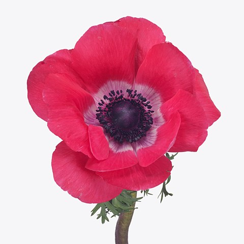 Anemone Pink Mistral 45cm | Wholesale Dutch Flowers & Florist Supplies UK