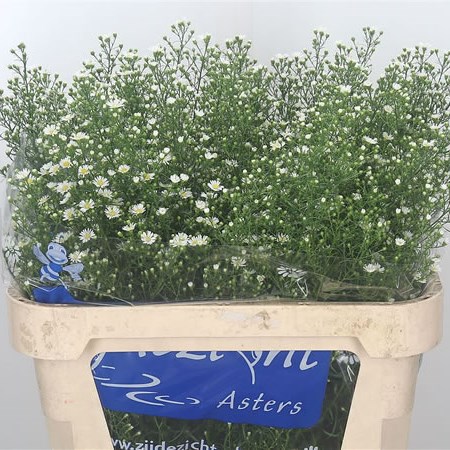 Aster monte casino purple diamond