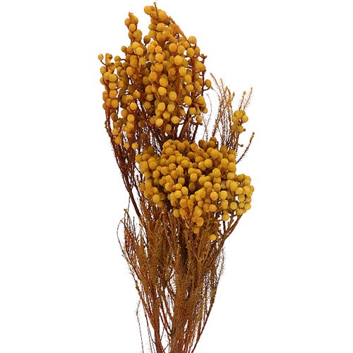 BRUNIA DYED LIGHT YELLOW - DRIED 60cm | Wholesale Dried Flowers UK ...