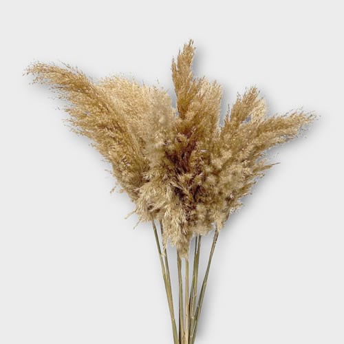 Everlasting Dried Flower Bunches & Bouquets | Budget Pampas Grass Dried ...