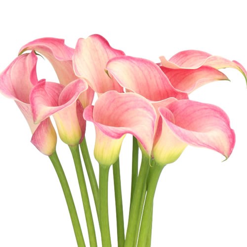 CALLA LILY BLUSHING LADY 60cm | Wholesale Dutch Flowers & Florist ...