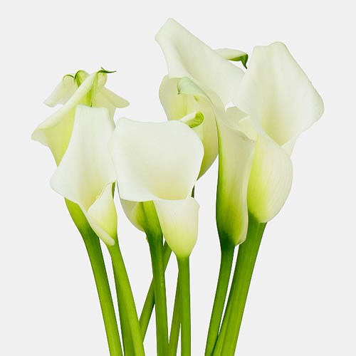 CALLA LILY CRYSTAL WHITE 60cm | Wholesale Dutch Flowers & Florist ...