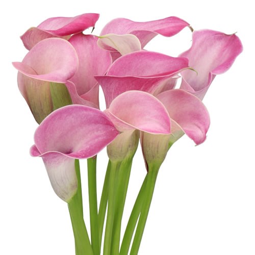 CALLA LILY DENVER 60cm | Wholesale Dutch Flowers & Florist Supplies UK