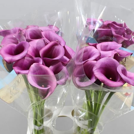 CALLA LILY DURBAN 60cm | Wholesale Dutch Flowers & Florist Supplies UK