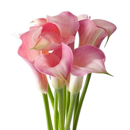 CALLA LILY PINK MELODY 70cm | Wholesale Dutch Flowers & Florist Supplies UK