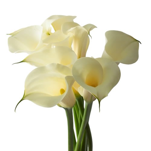 CALLA LILY SNOWSTAR 55cm | Wholesale Dutch Flowers & Florist Supplies UK