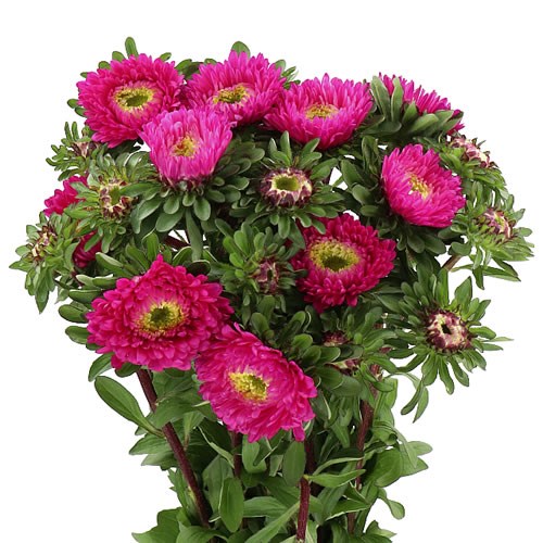 CALLISTEPHUS BUTTONS PINK 80cm | Wholesale Dutch Flowers & Florist ...