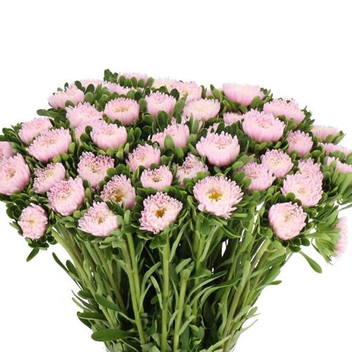 CALLISTEPHUS JULES PINK 45cm | Wholesale Dutch Flowers & Florist ...