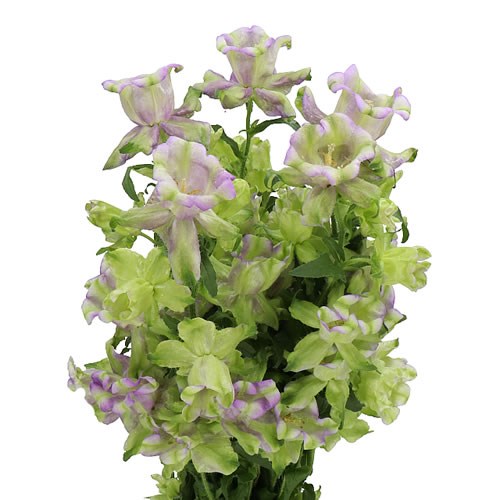 CAMPANULA MEDIUM EVERGREEN BLUE 80cm | Wholesale Dutch Flowers ...