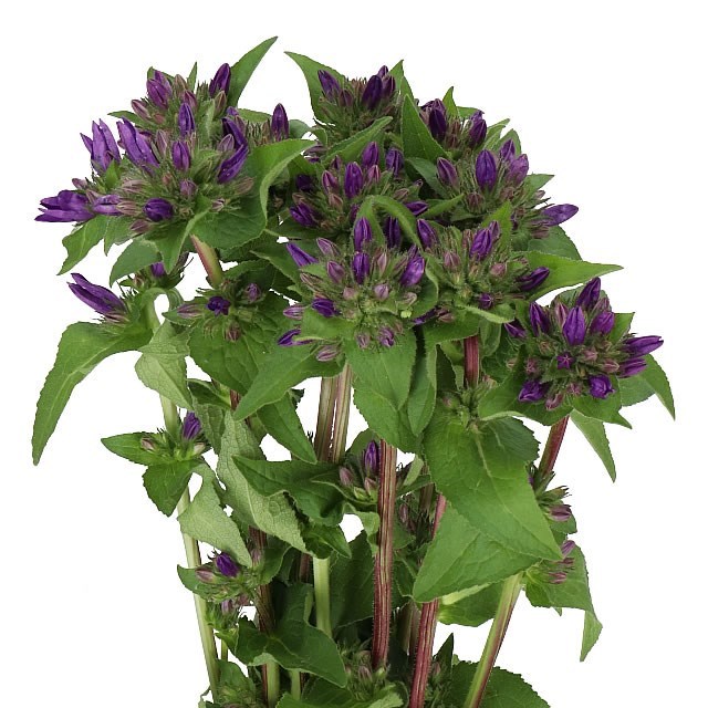 CAMPANULA SUPERBA 50cm | Wholesale Dutch Flowers & Florist Supplies UK