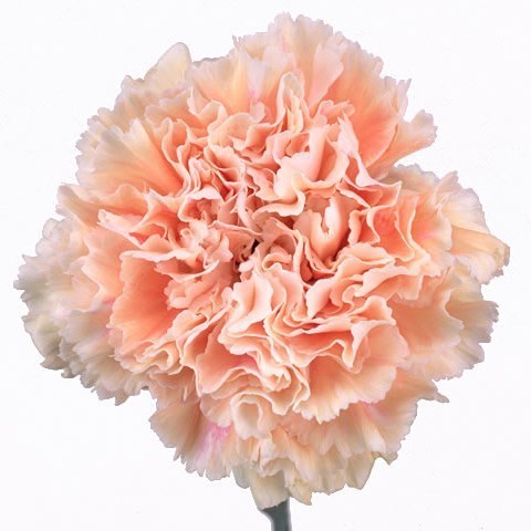 CARNATION CAPPUCCINO 60cm | Wholesale Dutch Flowers & Florist Supplies UK