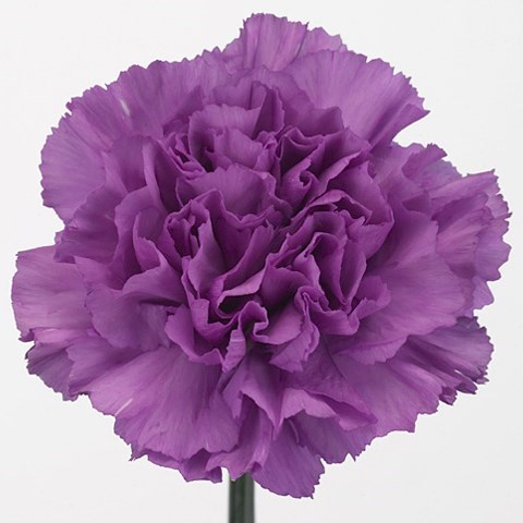 CARNATION MOONLITE 65cm | Wholesale Dutch Flowers & Florist Supplies UK