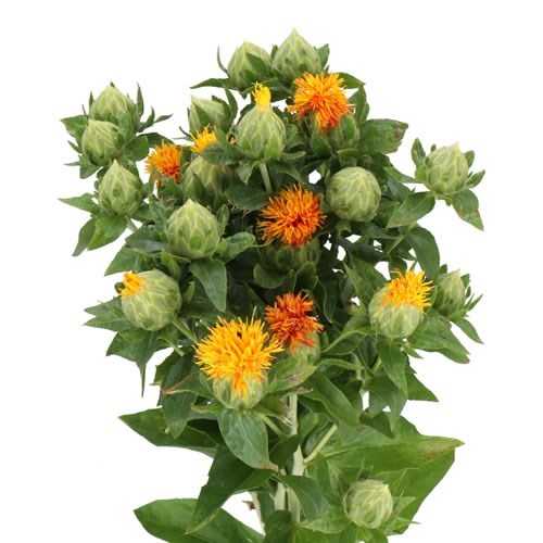 CARTHAMUS TINCTORIUS 75cm | Wholesale Dutch Flowers & Florist Supplies UK