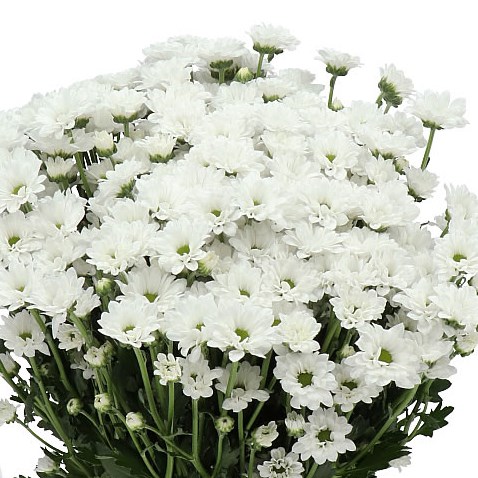 CHRYSANT SAN. BOUNCER 55cm | Wholesale Dutch Flowers & Florist Supplies UK