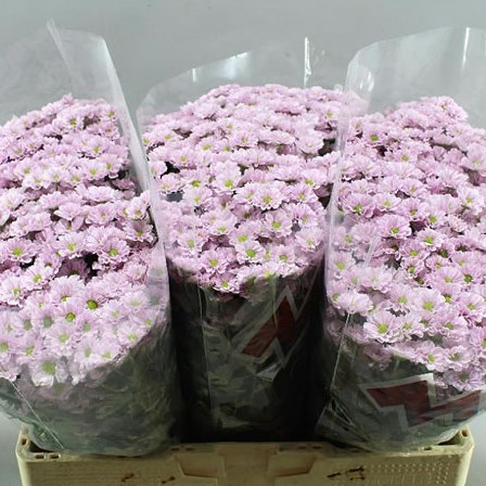 CHRYSANT SAN. MADIBA TUMBI ROSY 55cm | Wholesale Dutch Flowers ...