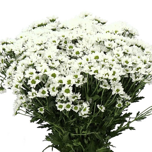 CHRYSANT SAN. PIXEL SNOWY 55cm | Wholesale Dutch Flowers & Florist ...