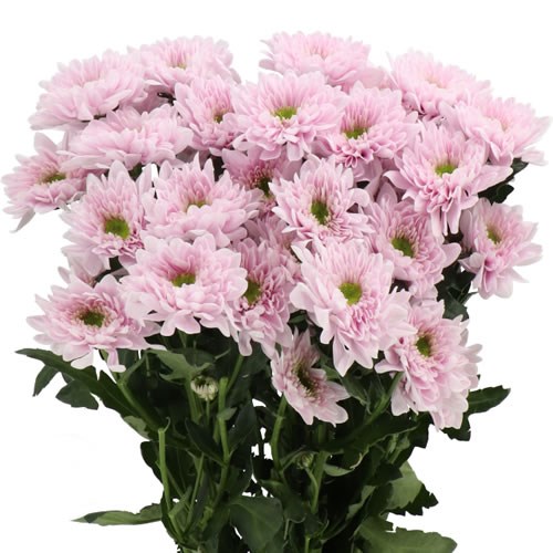 CHRYSANT SPR. COMMANDER PINK 70cm | Wholesale Dutch Flowers & Florist ...