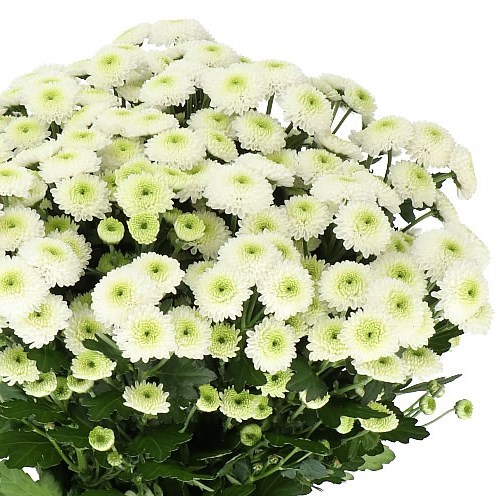 CHRYSANTHEMUM SANTINI FERRY 55cm | Wholesale Dutch Flowers & Florist ...